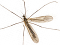 Erioptera bivittata